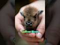 Ep.43_Gulliver Bison#fyp #fantasycreature #cute #bison #animal #fakeebook #GulliverIsland #fantasy