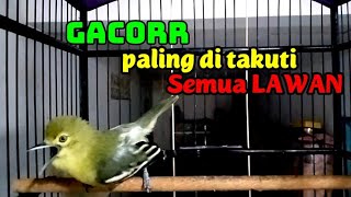 Download lagu Sirtu gacor lot,bikin sirtu manapun yang mendengar auto ikut emosi dan ikut gacor. mp3