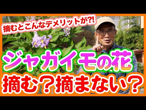 ジャガイモの花が咲かないのですが?これらが原因です 植物
