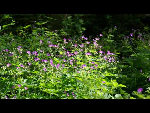 I min äng - Hutter Inspiring Group