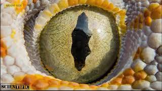 Light and Colours RGB || How Animals  See The World