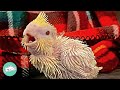 Parrot Couple Become The Best Parents After Losing 8 Babies Cuddle Buddies