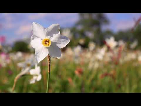 Himno # 535 Las faenas terminadas.