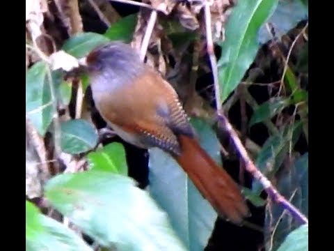 Prúžkavec húštinový (Actinodura egertoni) — starostlivosť, voliéra a kŕmenie