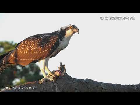 Fledgling Osprey Has Leftovers For Breakfast In Savannah, Georgia – July 20, 2020