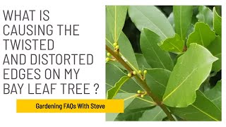 What is causing the twisted and distorted edges on my bay leaf tree (laurel)?