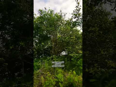 Comunidad Nativa de Pampa Julián Pichanaki Chanchamayo Junín