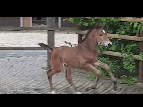 Hengstfohlen Fusionist x Danzador x Lauries Crusador for sale