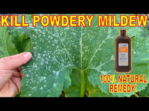 , title : 'Kill Powdery Mildew With This Natural Garden Remedy: Hydrogen Peroxide'