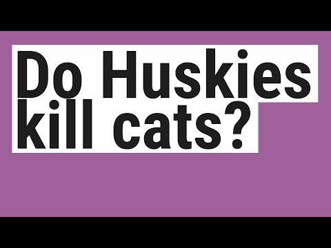 Do Huskies kill cats?