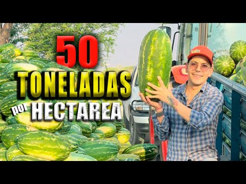 LOS ERRORES CUESTAN DINERO aprender es difícil el cultivo de sandía | Los jóvenes ya no trabajan