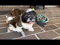 Shih Tzu dogs for sale: Snickers (Neutered) - Video 1
