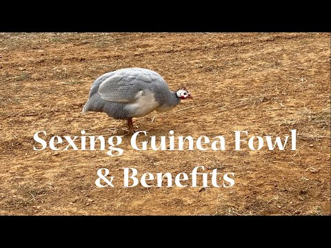 , title : 'Sexing Guinea Fowl & Benefits'