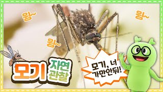 모기 자연관찰ㅣ모기, 너 가만 안둬!ㅣ곤충백과ㅣ곤충도감ㅣ곤충탐험