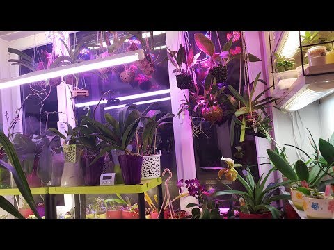 Небольшой обзор висячих орхидей )