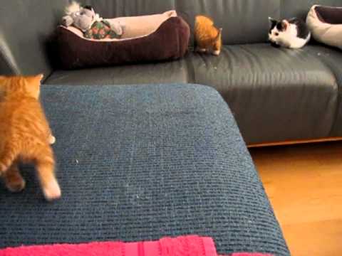 3 oktober 2011, Nasira speels met broertje 1