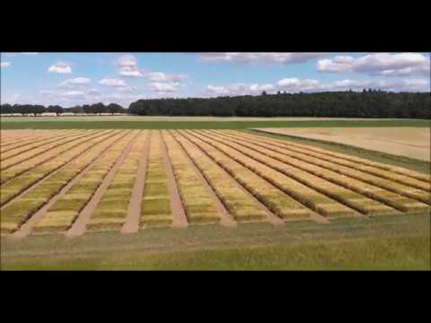 Neue Getreide Sorten mit dem großesten Mähdrescher in Norden von Deutschland 2018 Ernte