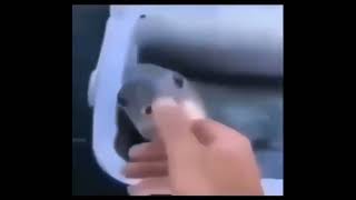 Cover art for Fish Gulp