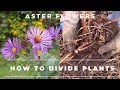 How to divide Aster Flowers