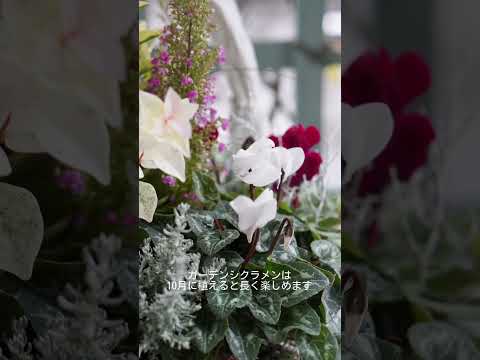 園芸 シクラメンに関するよくある質問