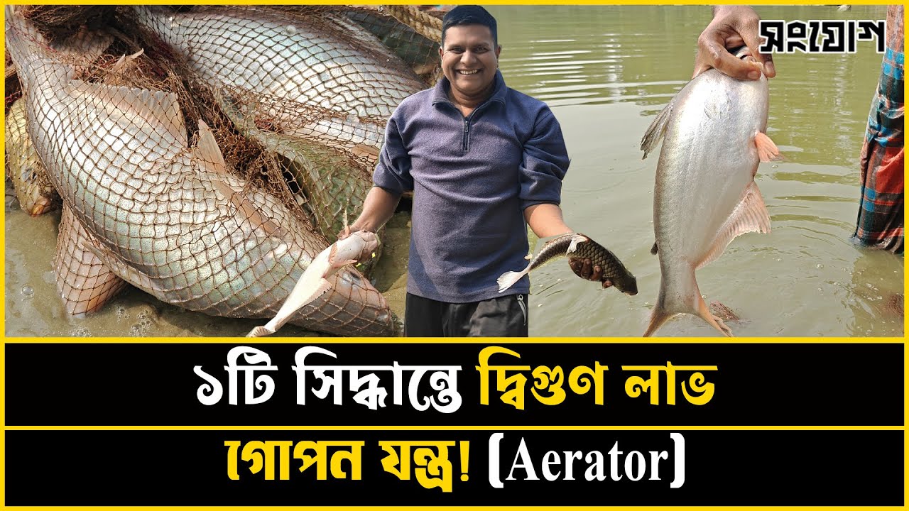 মাত্র ১টি সিদ্ধান্ত! পুকুরে সাড়ে ৪ লাখ নয়, এবার মিলল ১০ লাখ টাকার মাছ!