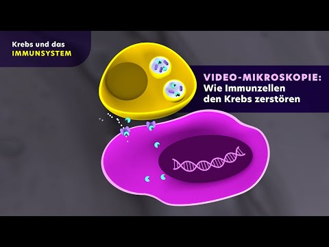 Krebs und das Immunsystem: Wie Immunzellen den Krebs zerstören (Videomikroskopie)