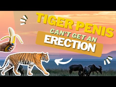 20 Facts You Probably Didn’t Knew About Tigers – PART 2
