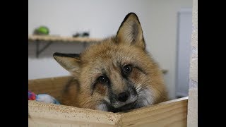 In loving memory of Loki April 1, 2011 - Feb 4, 2018