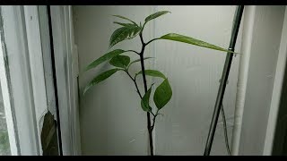 Avocado tree from seed 43 days time lapse