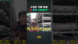 [한국농업기술TV 버섯재배] 솔향버섯재배 수 많은 작물 중에 왜 버섯 <b class="sch_word">귀농</b>일까?