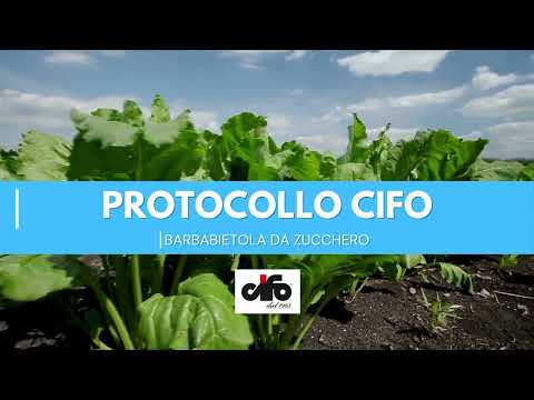 Barbabietola da zucchero | Il protocollo Cifo