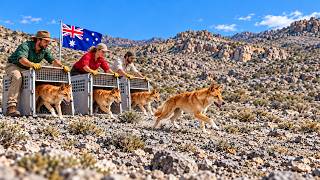 Download lagu Australia Releases 4 Dingoes Into a Lifeless Desert — What Happened Next Shocked Scientists mp3