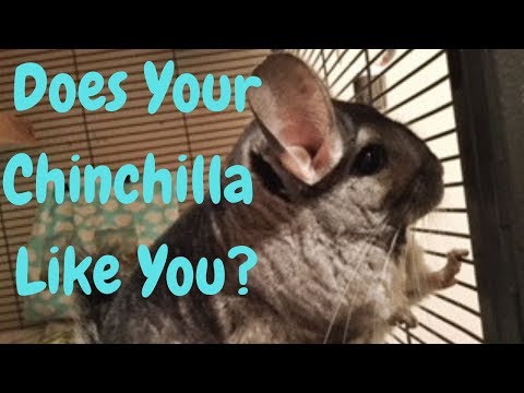 Does Your Chinchilla Like You?