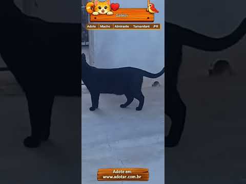 Vídeo de Salem 