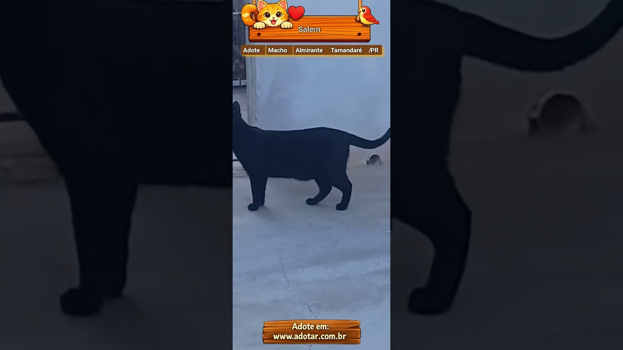 Gato raça SRD-ViraLata idade 1 ano nome Salem 