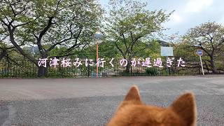 2026年河津桜をみに行く