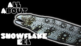 All About The Snowflake Moray Eel | SHRIMP FEEDING
