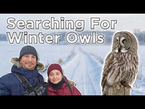 Searching for Winter Owls