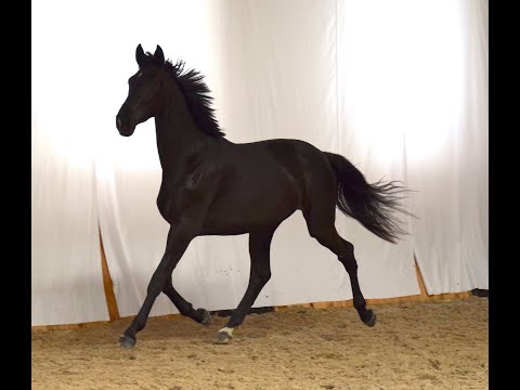 Mare born 2018 Secret/ Rotspon / World Cup I