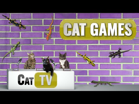 Cat Games | 🦎 Lizards GALORE! | Cat TV Lizards | 4 hours