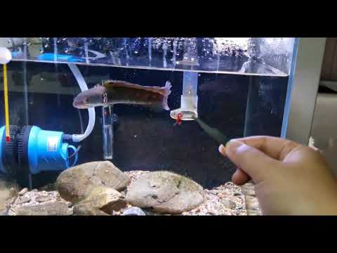 Beautiful Channa Barca | Snakehead Fish | Rainbow Ruby Thunder Dragon Fish Red Worm Feeding #Shorts