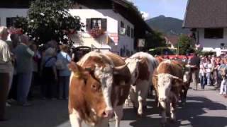 preview picture of video 'Großer Almabtrieb in Krün/Alpenwelt Karwendel'