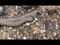 Attempted Cannibalism By A Male Adult Smooth Snake Coronella Austriaca In France