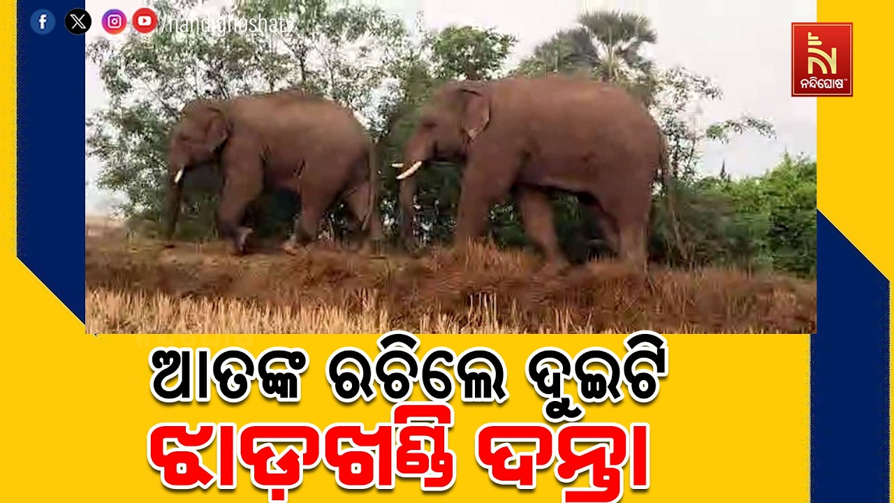 ନୀଳଗିରି ଅଞ୍ଚଳରେ ହାତୀ ଆତଙ୍କ ; ବାଡ଼ିରେ ପଶି ପନିପରିବା ଖା?