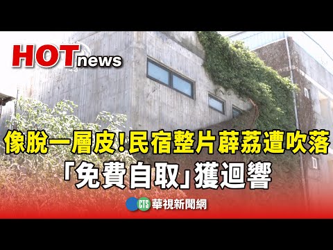 像脫一層皮！民宿整片薜荔遭吹落　「免費自取」獲迴響