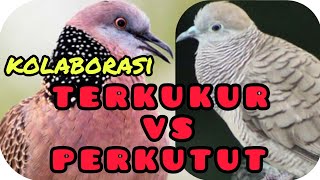 Download lagu Kolaborasi suara burung terkuku VS burung perkutut yang renyah dan enak didengar mp3