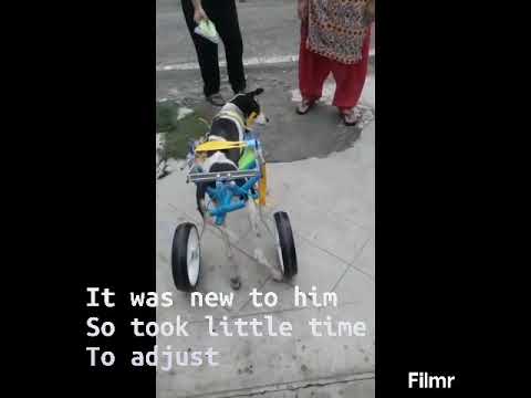 MIntbowl dog wheelchairs India Puppy crazy to run with his new wheelchair Mob 9979035679