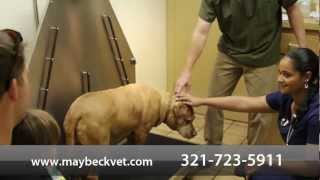 preview picture of video 'Welcome to Maybeck Animal Hospital | West Melbourne, FL'