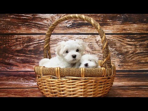 РАЗ СОБАКА....ДВА СОБАКА))))) СМЕШНЫЕ ФОТО ❤❤❤