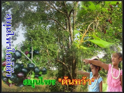 สาโทเซนต์จอห์นสำหรับแรงชาย ไม่ว่าจะเป็นไปได้ที่จะเพิ่มสมาชิกไอโอดีน